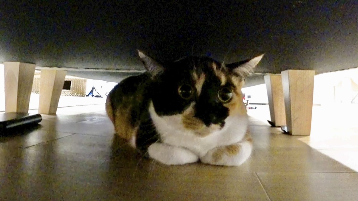 minnano_zoo_ntv's tweet image. 預かり始めて9か月半…

日を追うごとに #サンシャイン池崎 と
風ちゃん雷ちゃんへの愛が増すブルボン🐱

ブラッシング＆爪切りにチャレンジ💪

さらに！
大の猫好き女優  #古川琴音 さんが
ブルボンの人なれ助っ人で登場💕︎

訪問者史上初の作戦を決行！？

#嗚呼みんなの動物園 3時間SPは
今夜7時👀