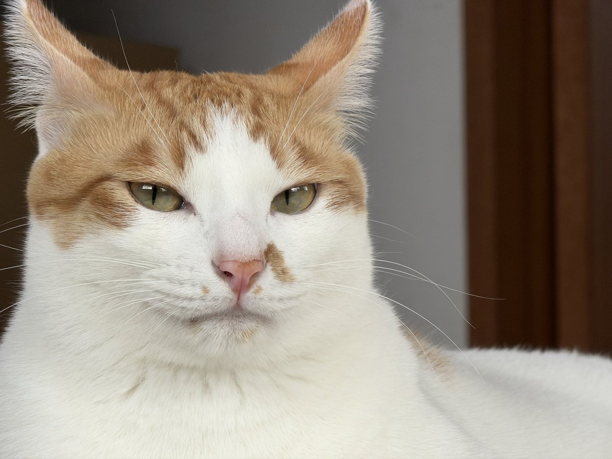 飼い主を監視するのがわたしの仕事

#猫好きさんと繋がりたい #猫のいる暮らし