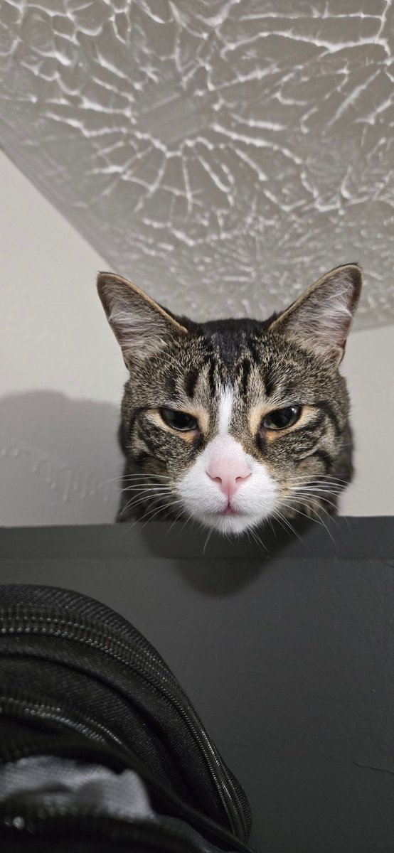 grohlski tweet media