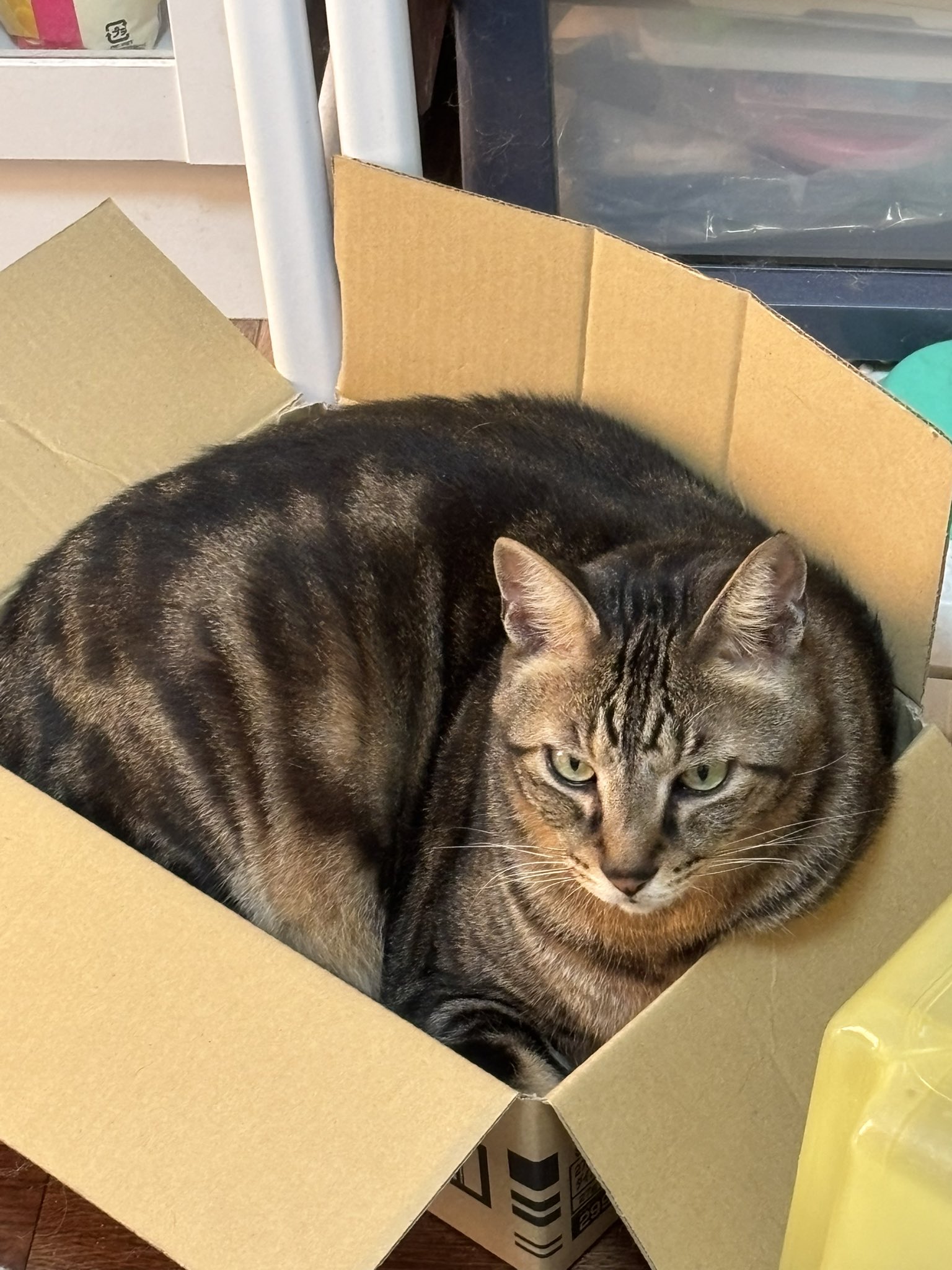 花猫 on X: 