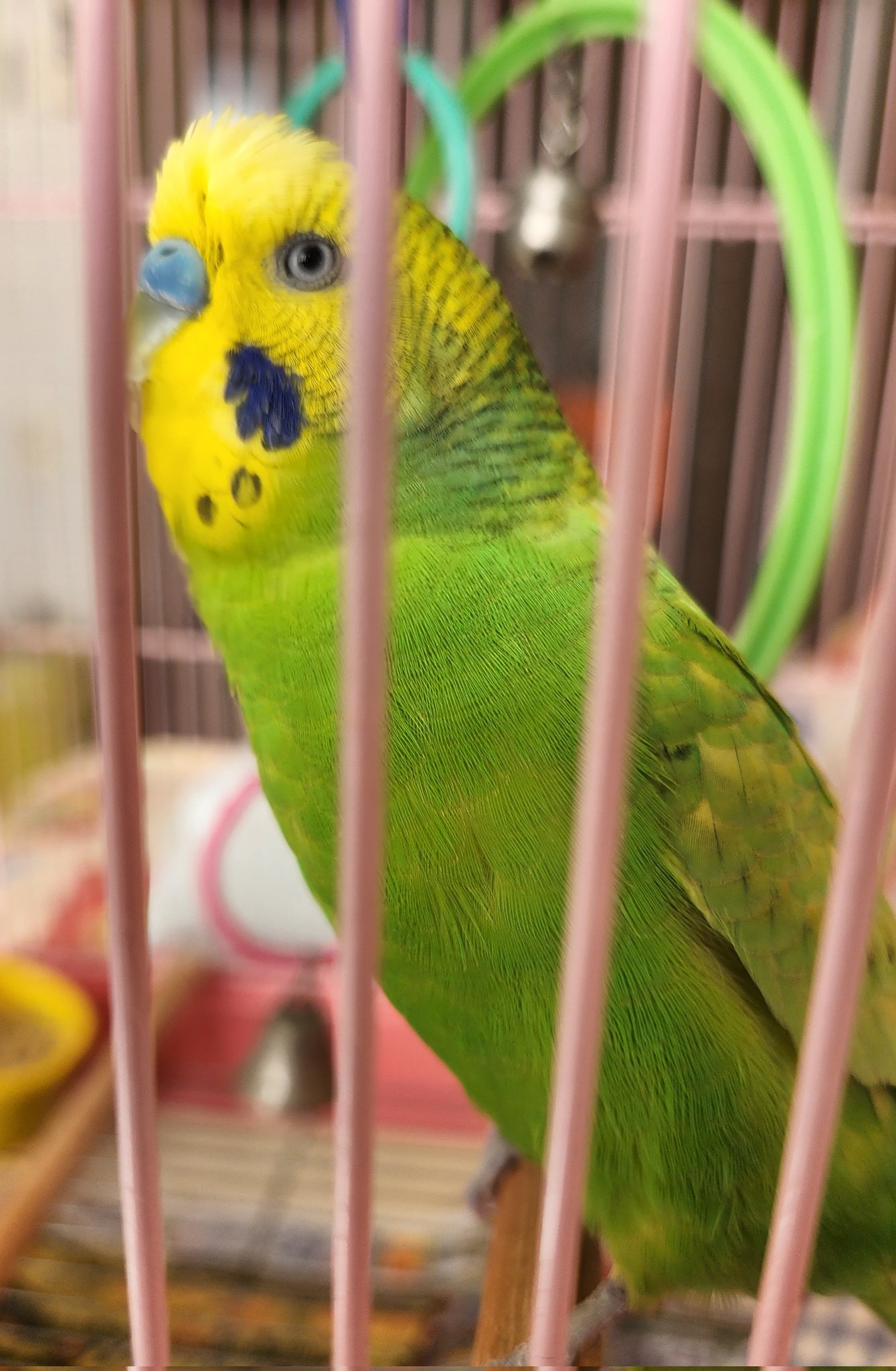 金運インコ 金運インコ 金運インコ