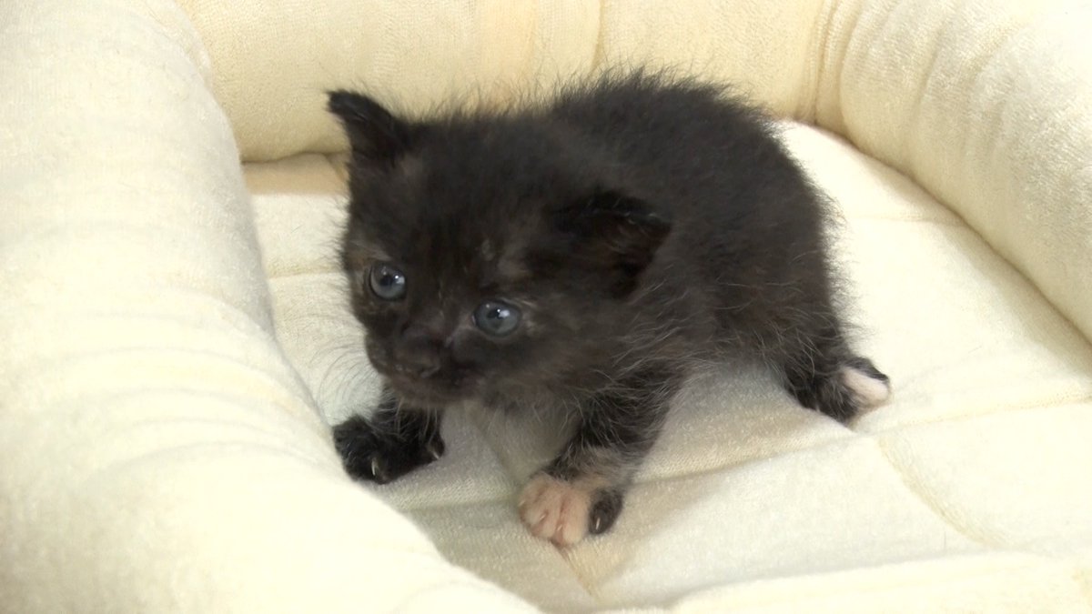 minnano_zoo_ntv's tweet photo. 様々な理由で保護された
猫ちゃんたちをお世話する
#ミルクボランティア 🍼

#有働由美子 さんが
行き場のない猫ちゃんを保護し育てた
経験を持つ #遠藤憲一 さんと

未熟児として生まれた"ぐり"ちゃんや
生後わずか6日の"しろ"ちゃんの
母猫代わりに☺️

#嗚呼みんなの動物園 3時間SPは
今夜7時！ https://t.co/VlM8sEXPMV