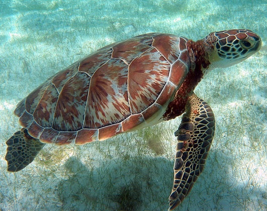 SEEturtles's tweet image. 🌊 Join us in Belize!

Aug 1–6, 2026: Help research sea turtles, dolphins &amp;amp; manatees at St. George’s Caye with @EcoMarBelize.
Snorkel coral reefs, explore Hol Chan, and add a 2-day Tikal &amp;amp; rainforest adventure!

Info 👉 seeturtles.org/ecotrips
#Belize #EcoTravel #SeeTurtles