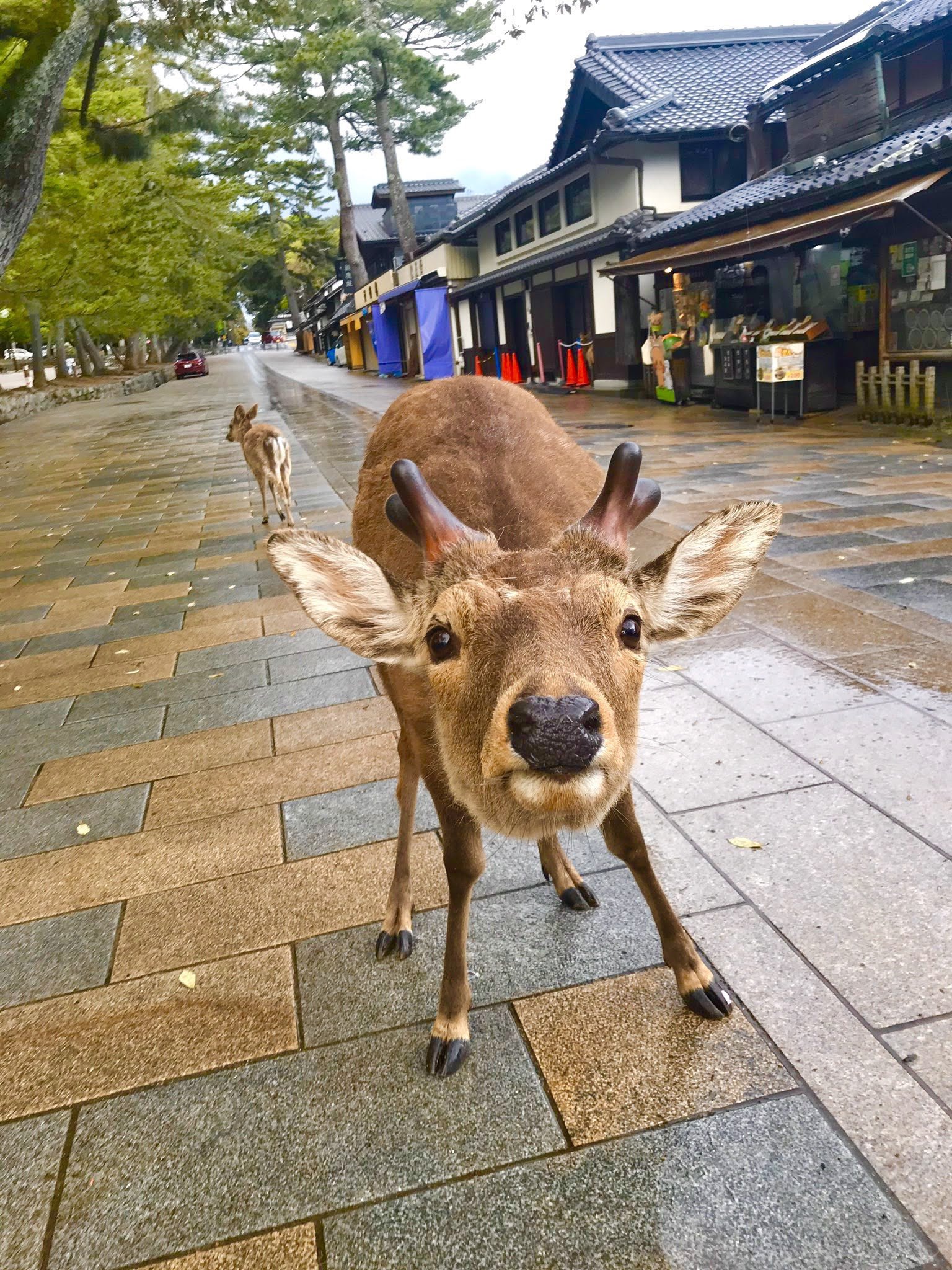 鹿達の日常 【nara deer channel】 on X: 