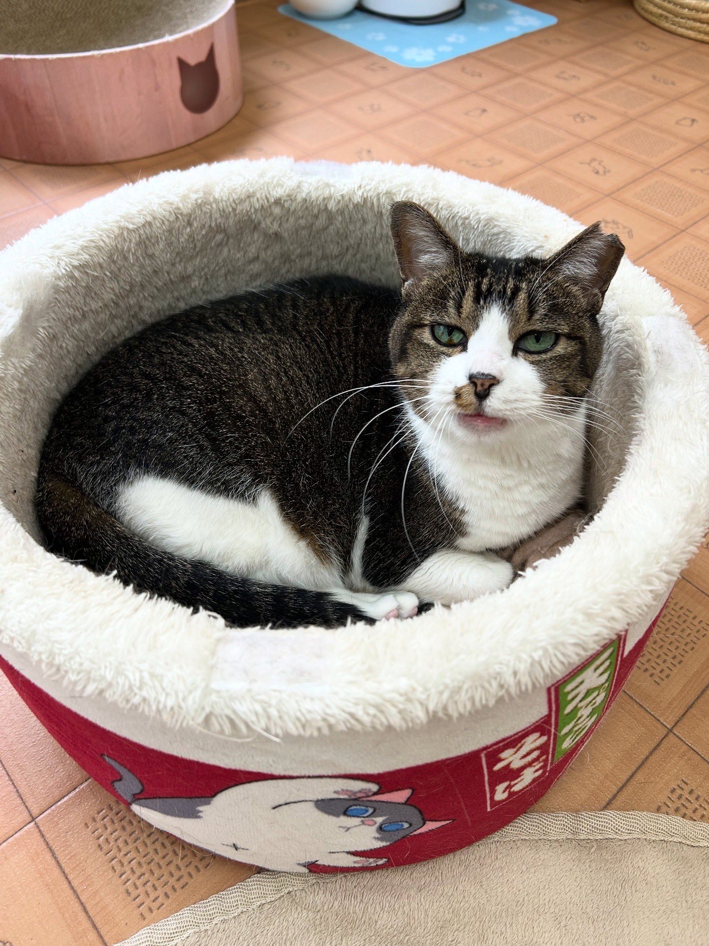 APOLLO 化け猫カフェ ver 展示品 gc0395-17_7bcdff09-c0ee-477b-