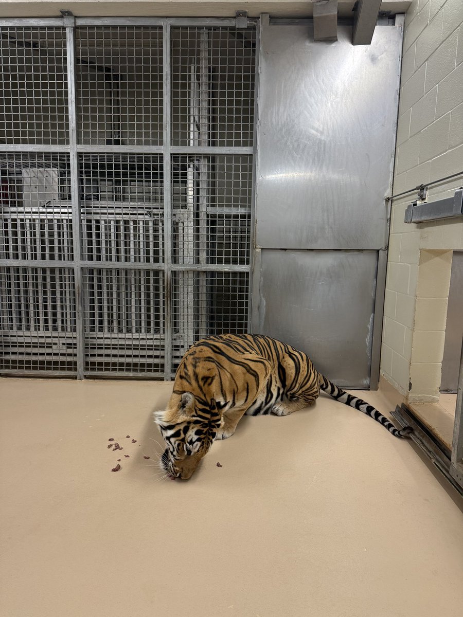 Going. Going. Going. Gone. Geaux <a href="/LSUfootball/">LSU Football</a> Tigers!