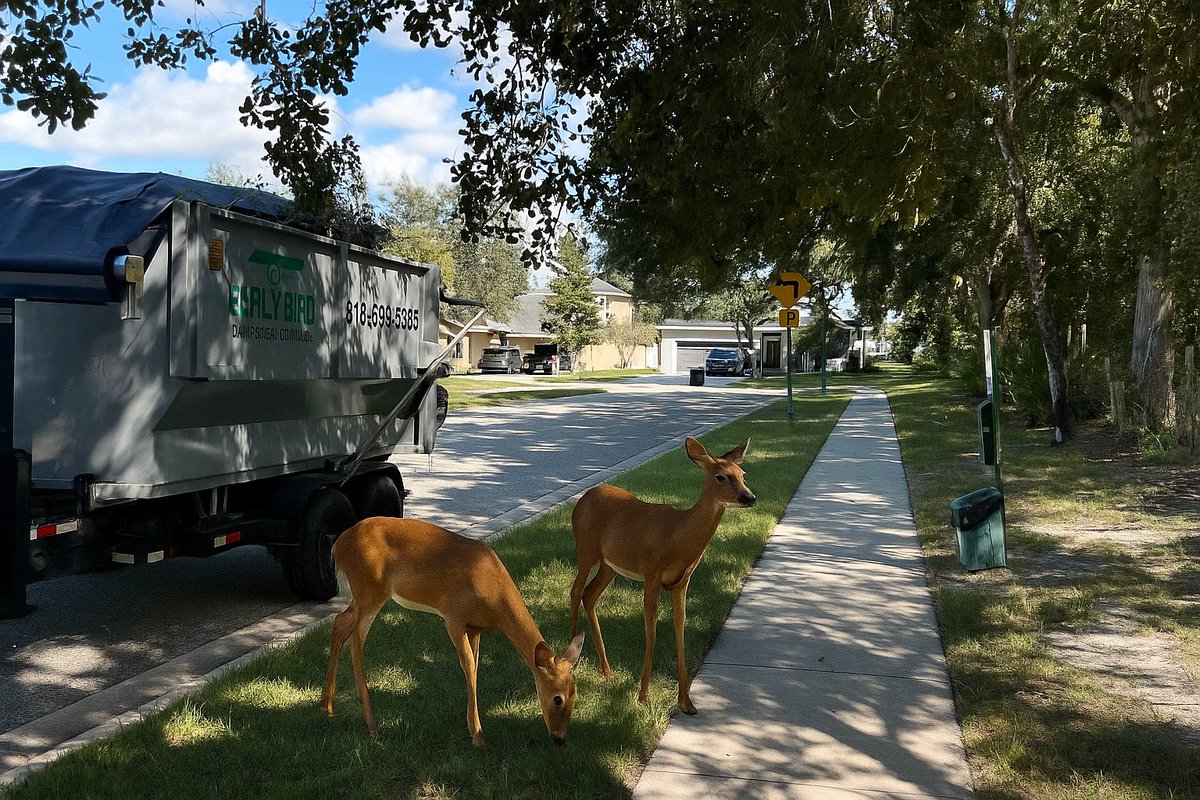 EarlyBirdWaste's tweet photo. Dear Mr. & Mrs. Buck

We regret to inform you that your tree branches are, once again, hanging too low. As part of our beloved HOA community, you know what that means: another peculiar letter may soon find its way into your front lawn. 🌳✉️

But don’t worry — there’s a bright side! While you’re trimming those branches, you might as well tackle that garage cleanout you’ve been putting off… or maybe a few other projects around the house.

That’s where Early Bird Dumpster Rentals comes in. We’ll drop off a dumpster you can keep for several days, so you can load it up with tree clippings, old boxes, or whatever else you’d like to say goodbye to.

📞 813-696-3385
🌐 https://t.co/SHgxgHwwRw 

Early Bird Dumpster Rentals — Your project, on schedule.