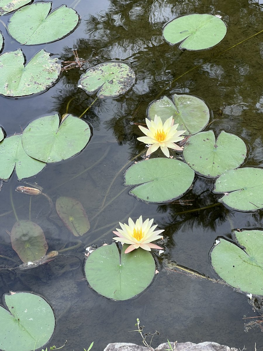 calling3回戦目
みんな大好き蓮