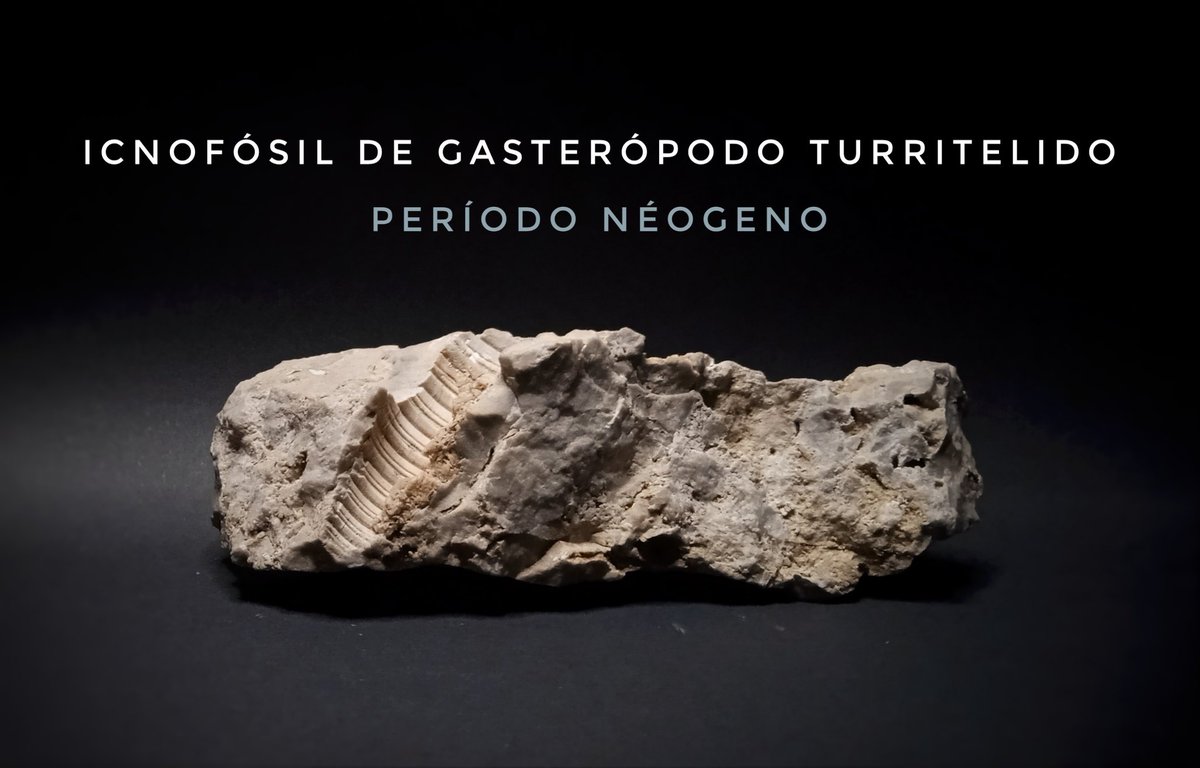 SmartExplorer9's tweet image. I show you this ichnofossil of a turritellid gastropod from the Neogene period / Les muestro este icnofósil de gasterópodo turritelido del período Neógeno / 我给你看的是新近纪时期的塔里特利科腹足动物的遗迹化石 #FossilFriday
