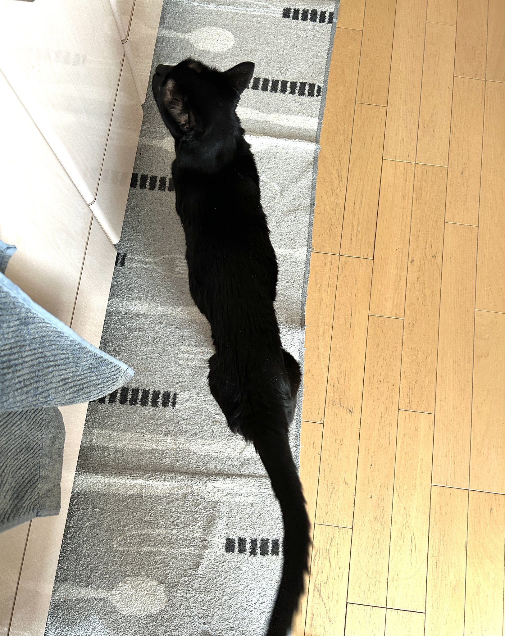 やせねこ JlL&DRIES | 寝不足気味にゃので目が閉まりまつ💤 #だよね #少し