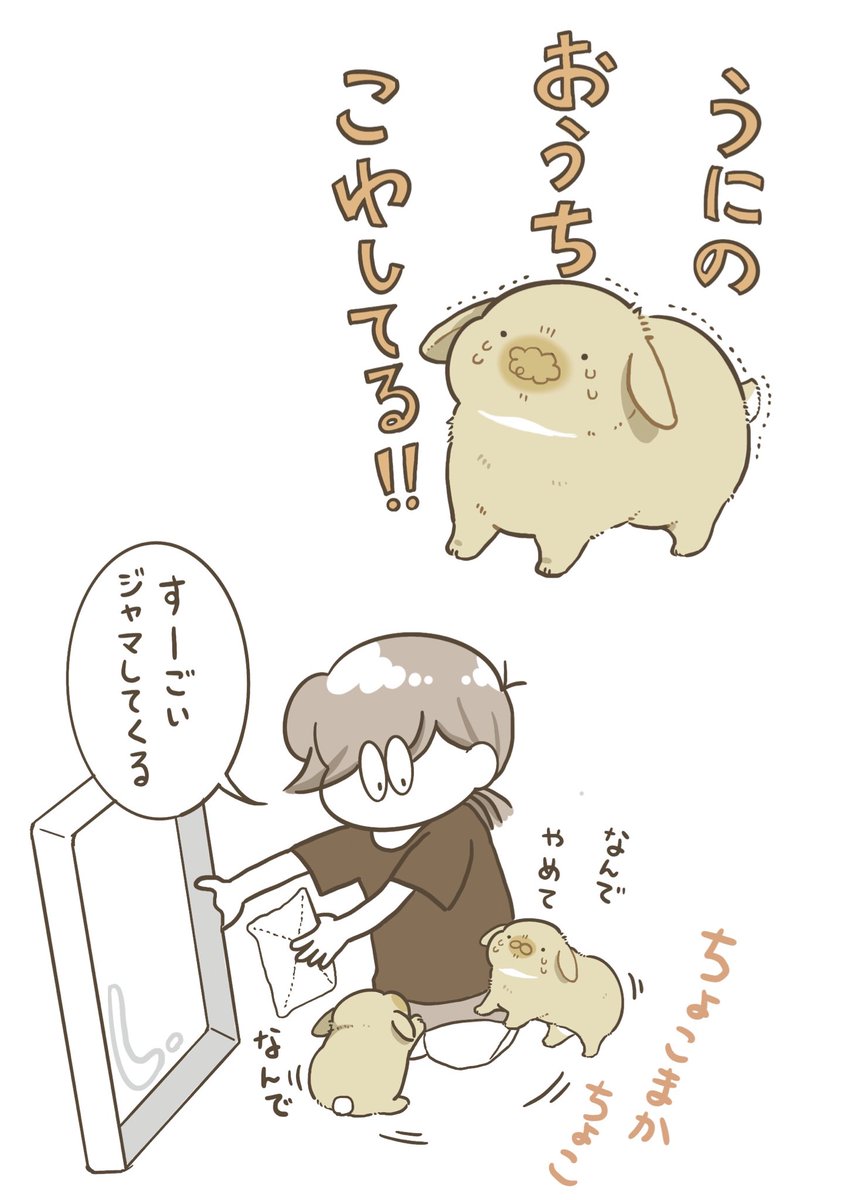 うにまるが子供のとき初めてケージ分解して丸洗いしてたら、とても焦っ