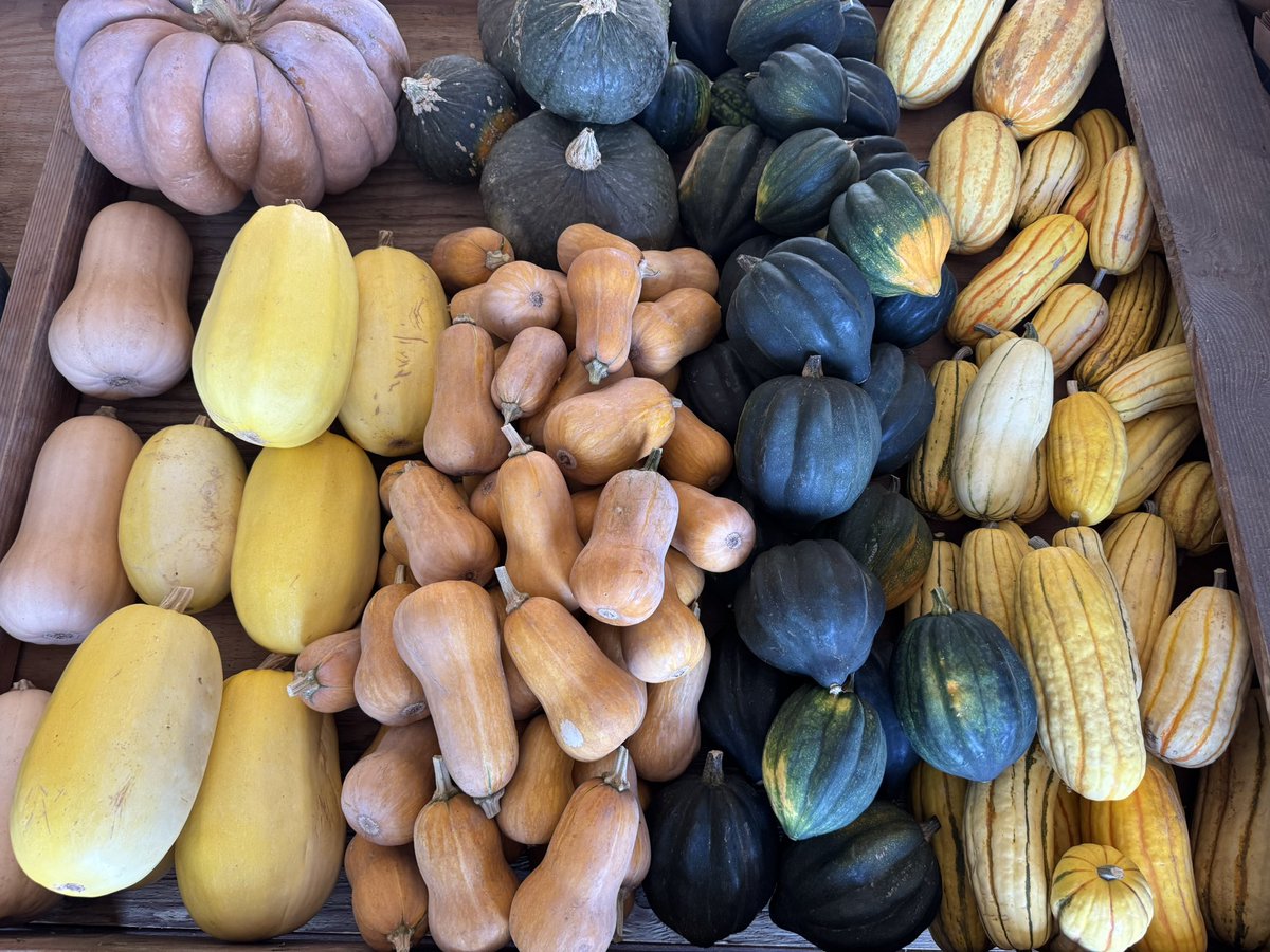 Nothing says fall on the farm like hard squash and pumpkins! Now available at our farm stand.