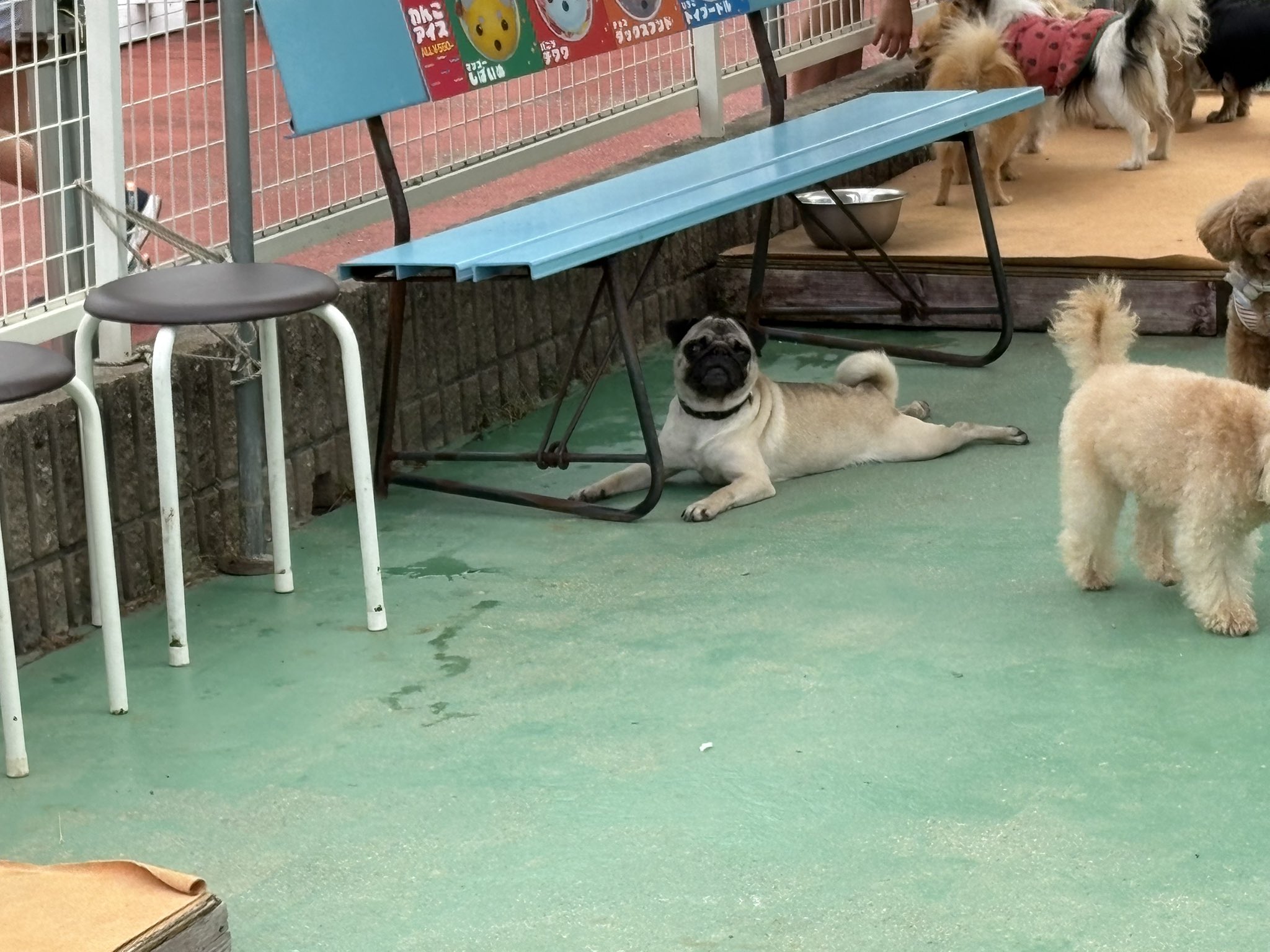 わんわん犬　 わんたろう (@onetaro_1028) • Instagram photos and videos