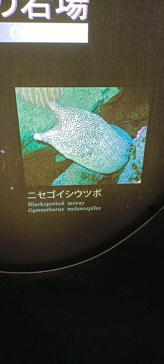 装飾碁石 囲碁セット 新桂6号折碁盤セット(ガラス碁石梅・プラ銘木大