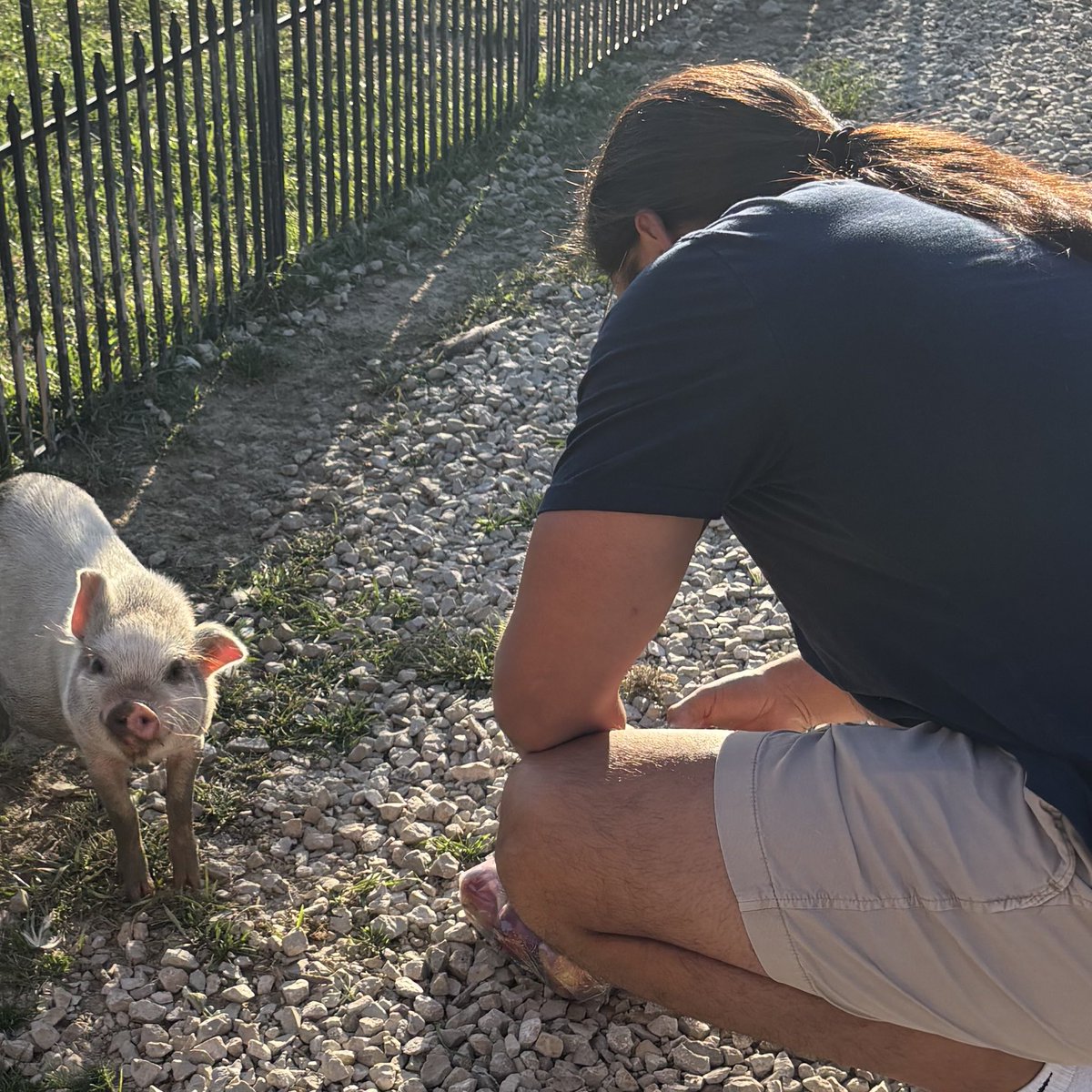 FTSJohnny's tweet photo. Oinking Acres Farm &amp; Rescue Sanctuary 🐷🙂 https://t.co/CbzyYAqRCC