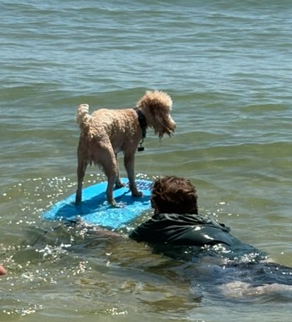 bdandi_83's tweet photo. @Nerdy_Addict My pup discovered how much he loves the beach this week and he even loved the boogie board! https://t.co/BWAGKuQ9FX