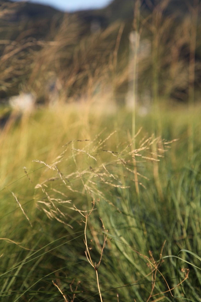 🎼ОСЕННИЕ ФАНТАЗИИ И КРАСИВАЯ МУЗЫКА youtu.be/Ba6Zbj1N9qo

装飾の施されたその姿形も美しいチェンバロ
その澄んだ音色に疲れた身体も芯まで癒されます
私たちの人生がゆっくりと流れますように...急がずに...