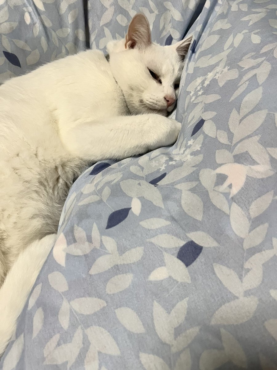 nyanmal9's tweet photo. 1番良い位置で眠りにつく殿
下僕は端にでも入れさせていただきます💦
#猫好きさんと繋がりたい𓏲𓎨 https://t.co/0LZ9jA07Kq