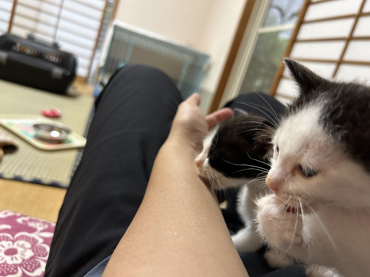 nekochansfg's tweet photo. 2024年6月、おうちに迎えた初日。とーてもちっちゃくてホワホワしてた😸 https://t.co/TZEKGlYRc3