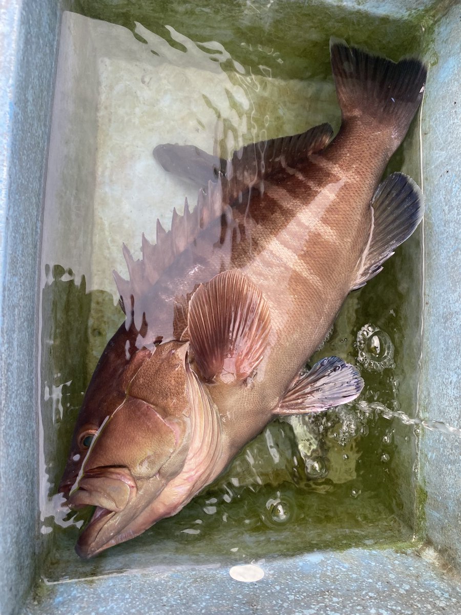 いいマハタゲット✨