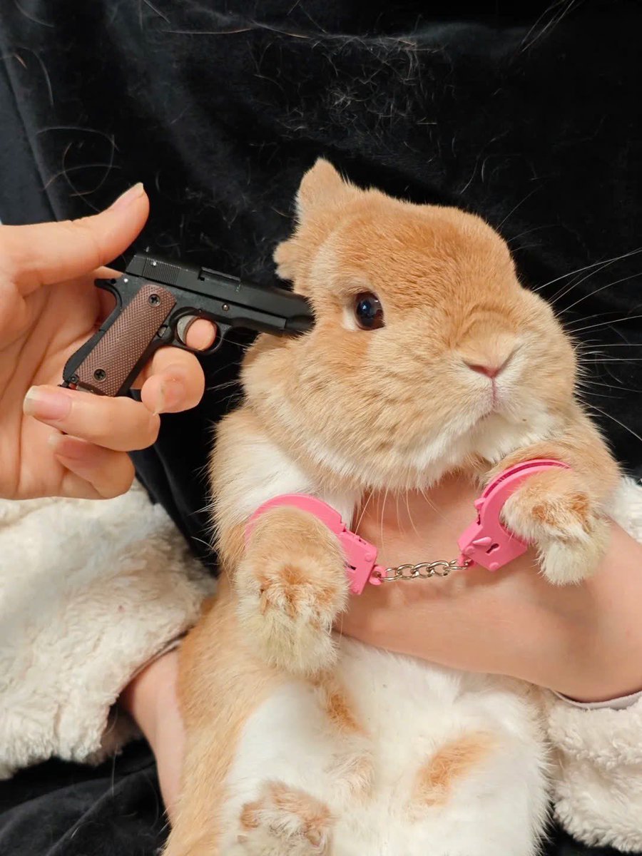 ShouldHaveRabit's tweet image. 