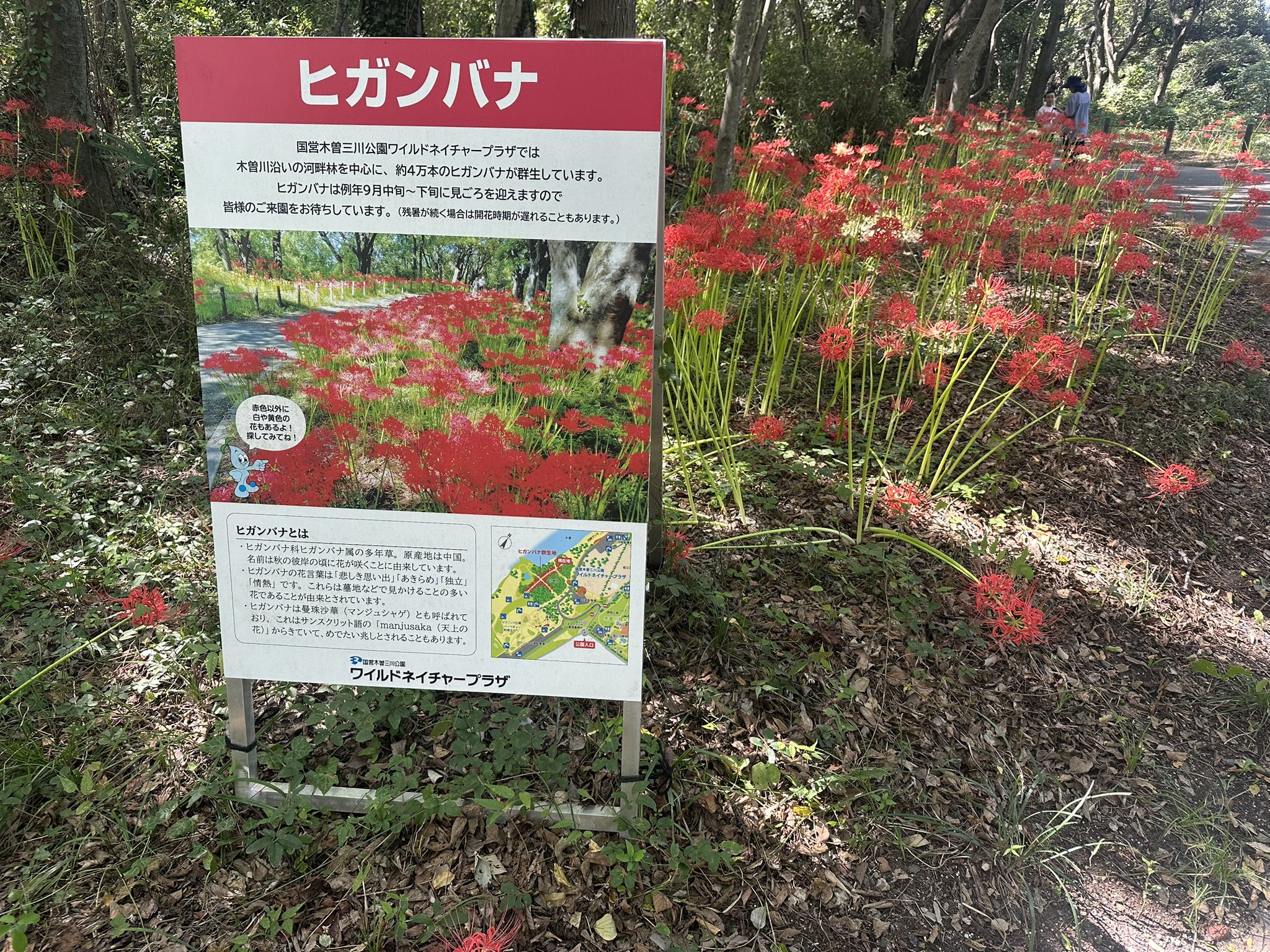 彩愛ページ 彩愛めい🌷 - プロフィール - SHOWROOM(ショールーム)