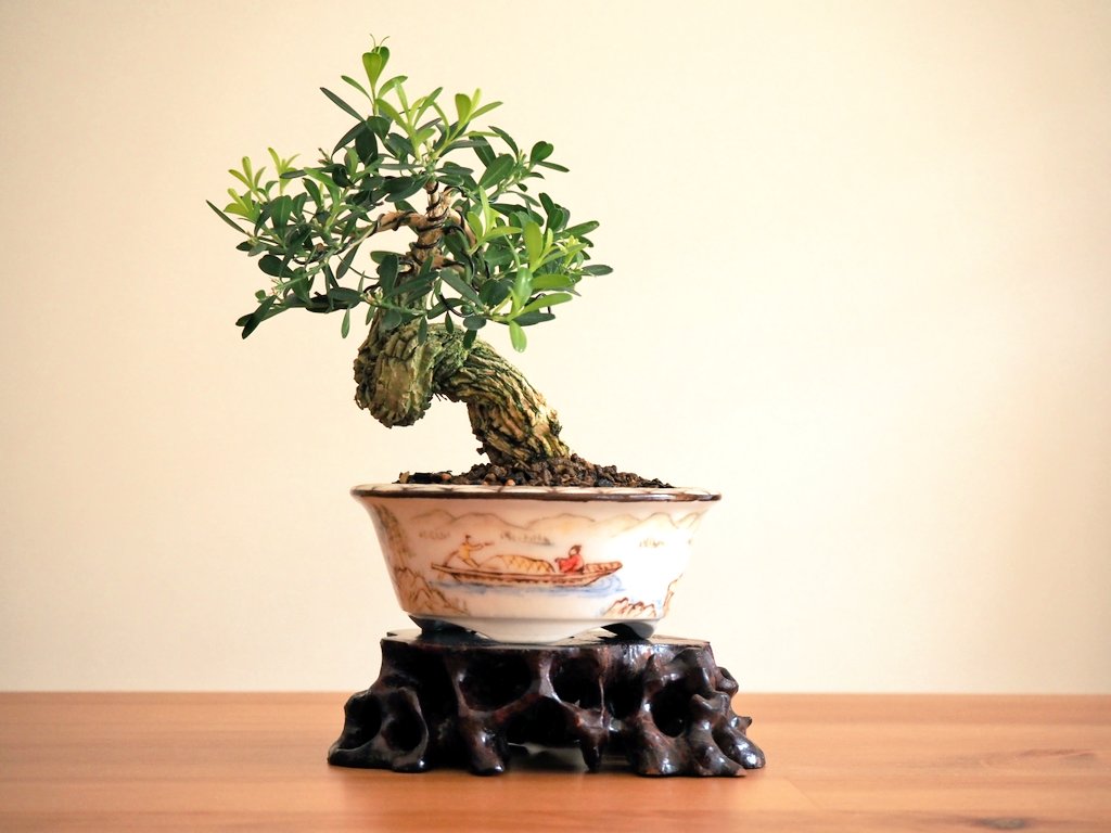 台湾ツゲ　盆栽 台湾ツゲ｜個性的な樹形｜常緑樹｜盆栽｜bonsai 盆栽 bonsaikiki 通販