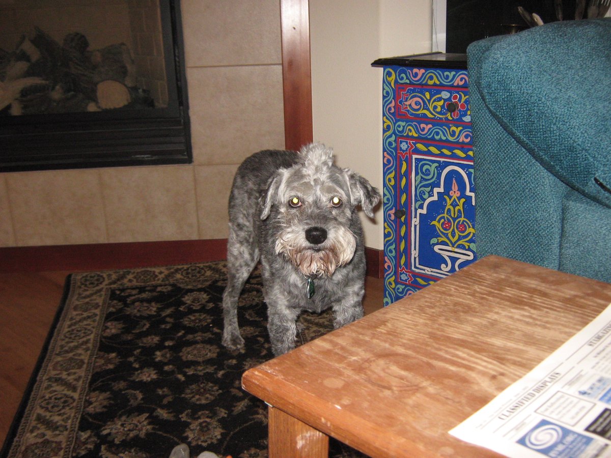 What the fuck is my human up to now????