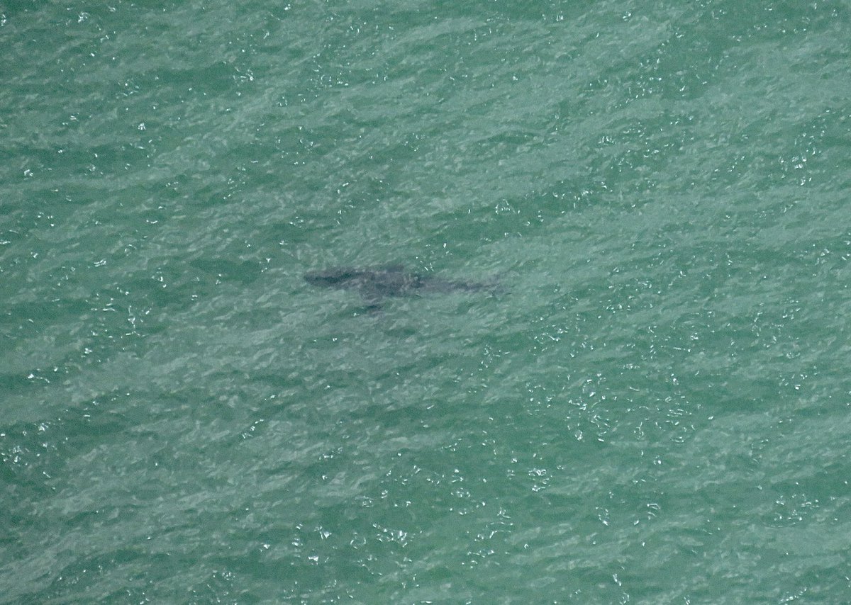 MA Sharks 🦈 tweet media