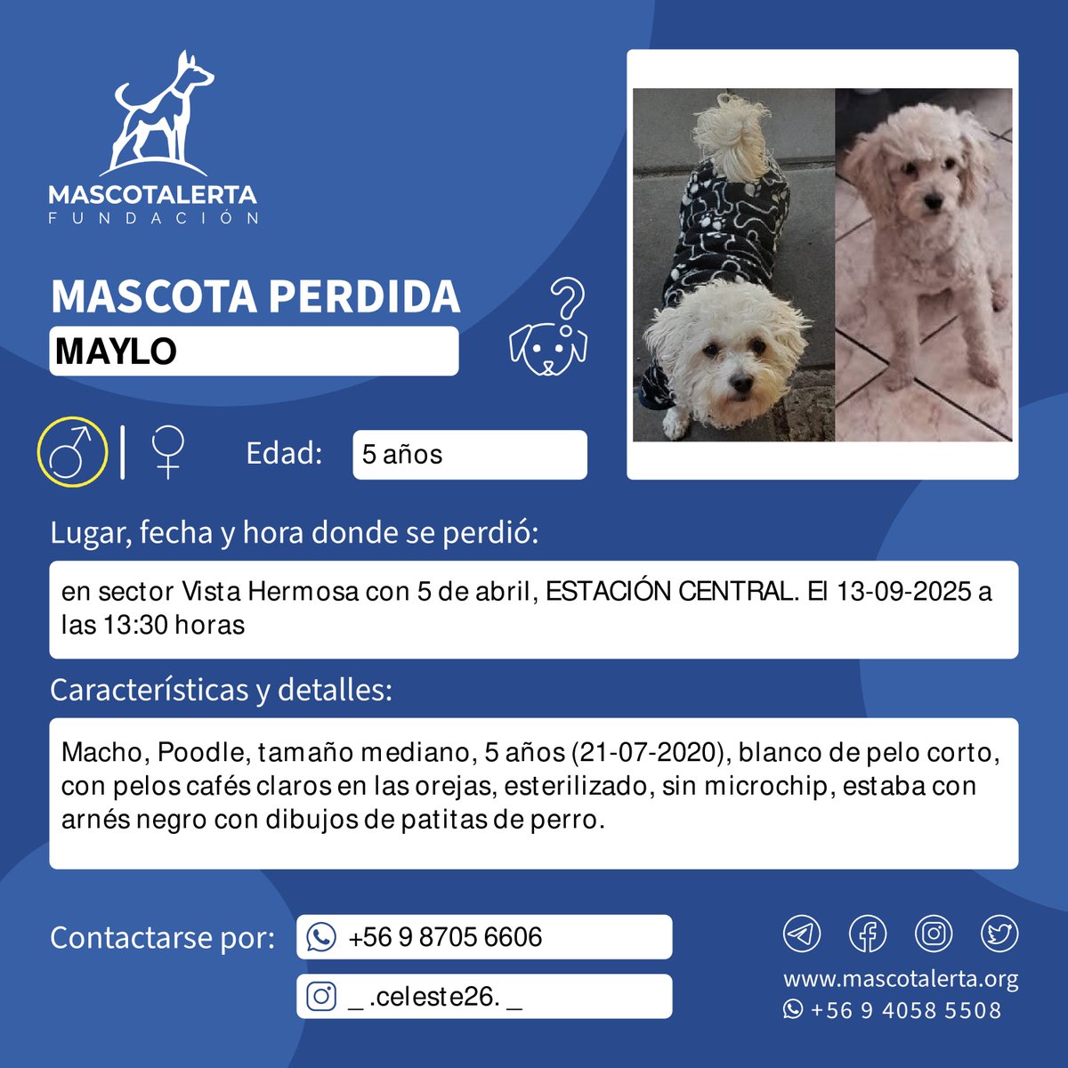 ❓MAYLO PERDIDO 🐶🐕🐾: 📍en sector Vista Hermosa con 5 de abril, ESTACIÓN CENTRAL. El 13-09-2025 a las 13:30 horas

⚠️Macho, Poodle, 5 años, blanco de pelo corto, con pelos cafés claros en las orejas, esterilizado, sin microchip, estaba con arnés negro

📞 +56 9 8705 6606