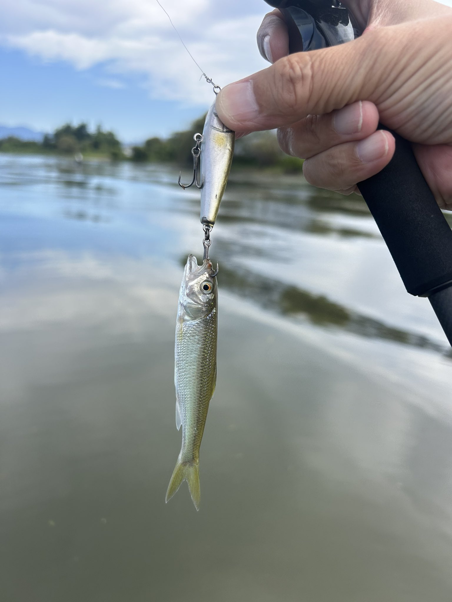 エムワイズです エムワイズ (@myslures) / X