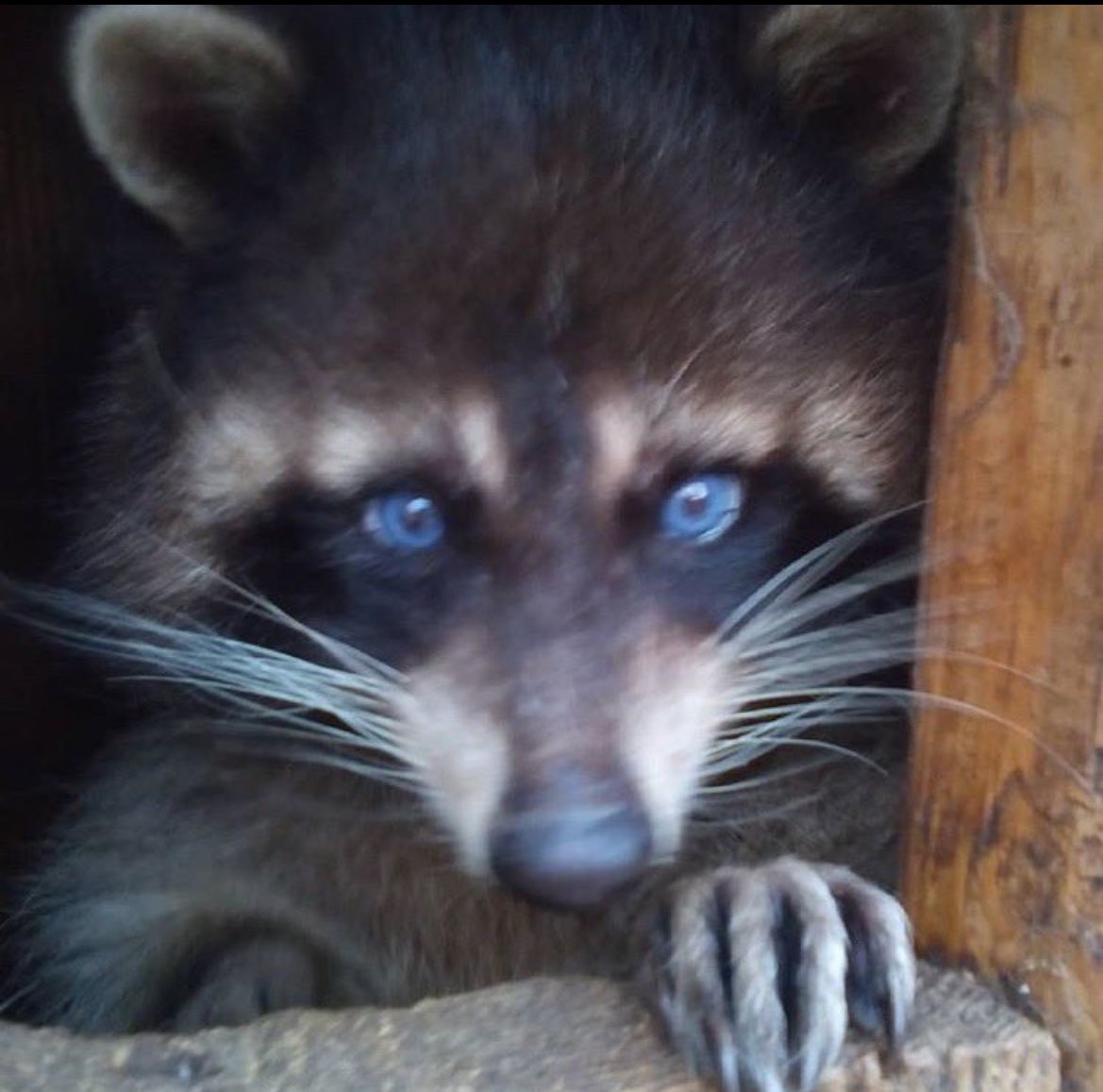 Top Coon 🦝 tweet media