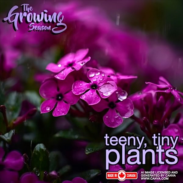 Today’s lots are becoming smaller and smaller and it only  makes sense that our favourite plants follow suit.   Join The Growing Season for their Teeny Tiny Plants Show on September 27 and 28 at 12:00pm  @Sauga960am.  Go Small!  growingseasoncanada.com