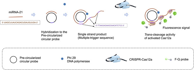 BioDesignR's tweet image. CRISPR-Cas12a & RCA enable rapid, sensitive miRNA-21 detection in 70 min, boosting cancer diagnostics efficiency. #miRNADetection #CRISPRTech
Details: doi.org/10.34133/bdr.0…