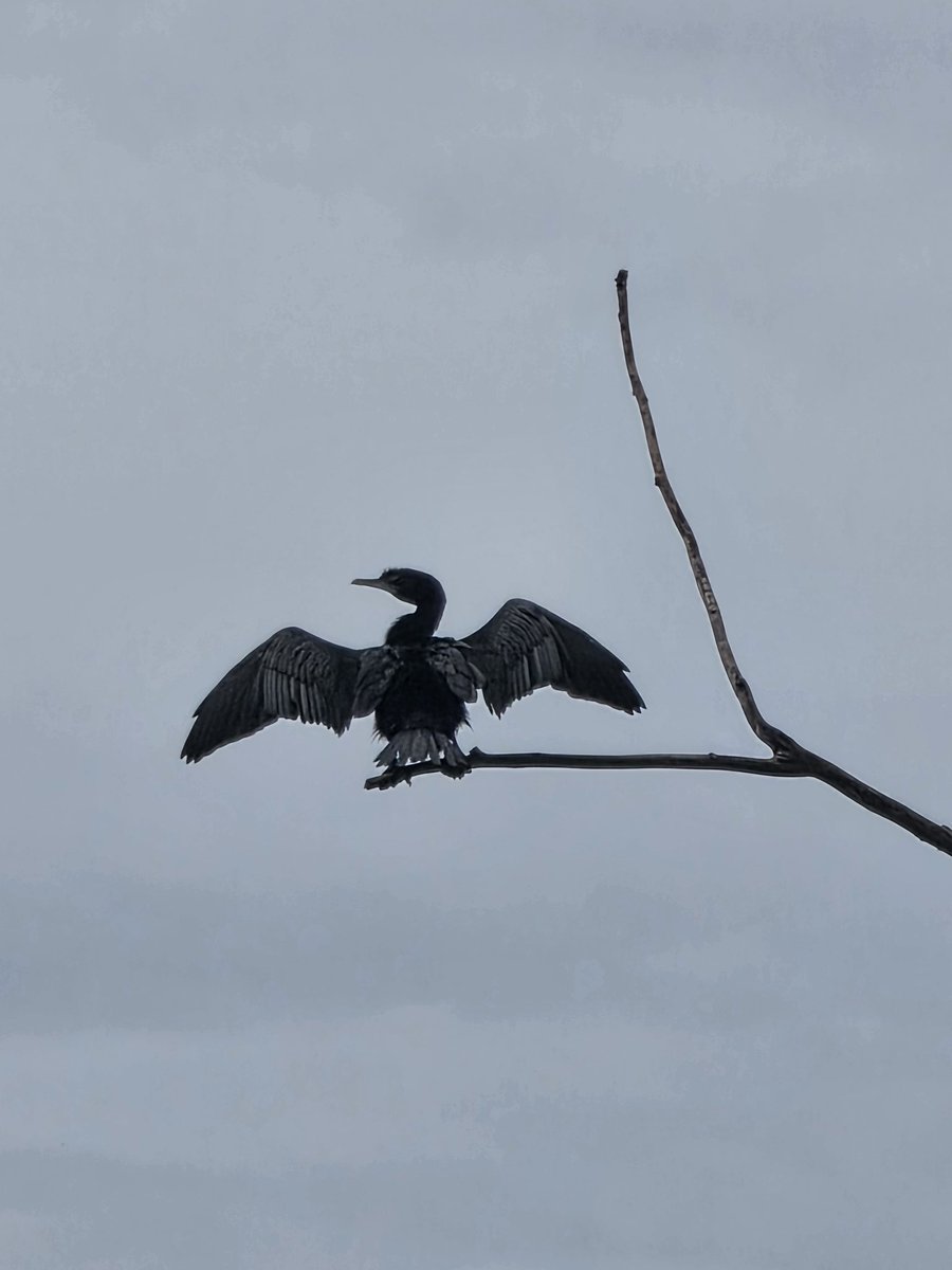 nitancafe's tweet image. คลองหลังร้าน เป็นบ้านของนกกาน้ำเล็ก 🦤
น้องเป็นนกที่ดำน้ำหาปลาได้ พอเปียกปุ๊บ น้ำหนักตัวของน้องก็จะเยอะ บินยาก น้องเลยชอบขึ้นไปบนที่มีแดดเพื่อกางปีกค้างไว้ ตากขนให้แห้ง

เราเลยเห็นน้องโพสท่าเท่ๆ แบบนี้ทุกวันเลยแหละ ❤️✨