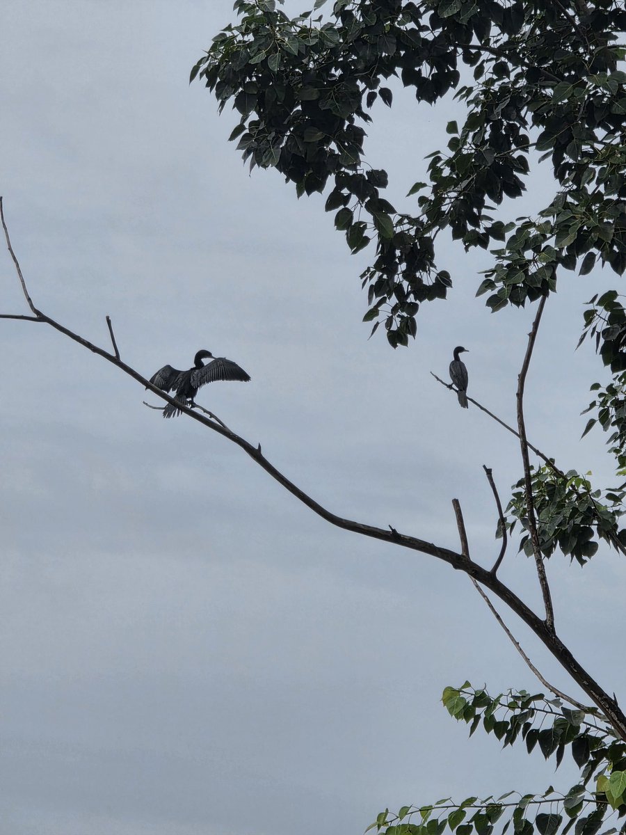 nitancafe's tweet image. คลองหลังร้าน เป็นบ้านของนกกาน้ำเล็ก 🦤
น้องเป็นนกที่ดำน้ำหาปลาได้ พอเปียกปุ๊บ น้ำหนักตัวของน้องก็จะเยอะ บินยาก น้องเลยชอบขึ้นไปบนที่มีแดดเพื่อกางปีกค้างไว้ ตากขนให้แห้ง

เราเลยเห็นน้องโพสท่าเท่ๆ แบบนี้ทุกวันเลยแหละ ❤️✨