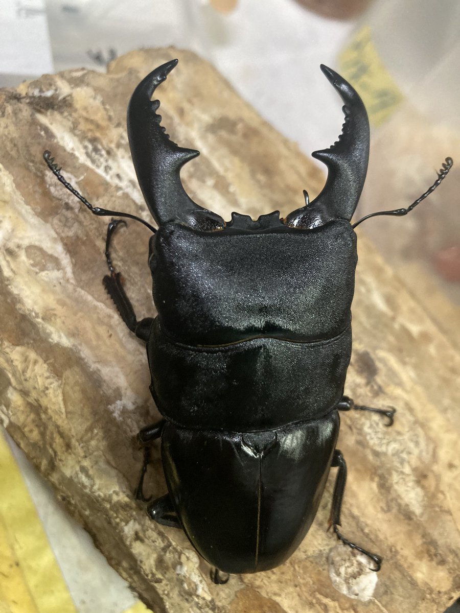 世界のウスバ「5種」 世界のウスバ「5種」 世界のウスバ「5種」 Complete unboxing video of