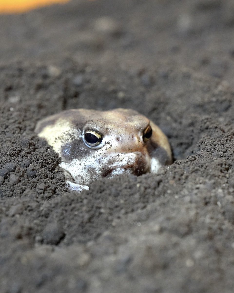 The Rain frogs got into hunting position
アメフクラガエル達が狩りの体勢にはいった。