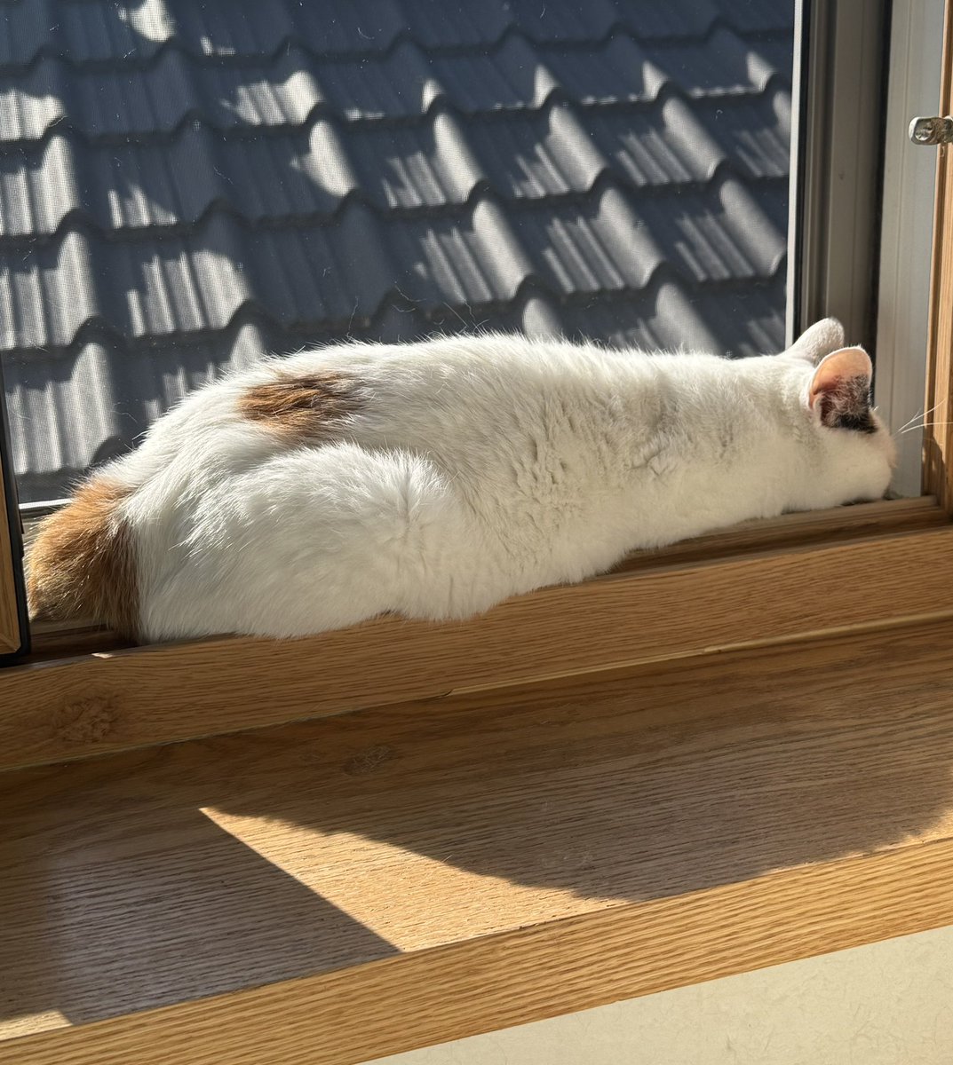 흰둥이의 애착 장소