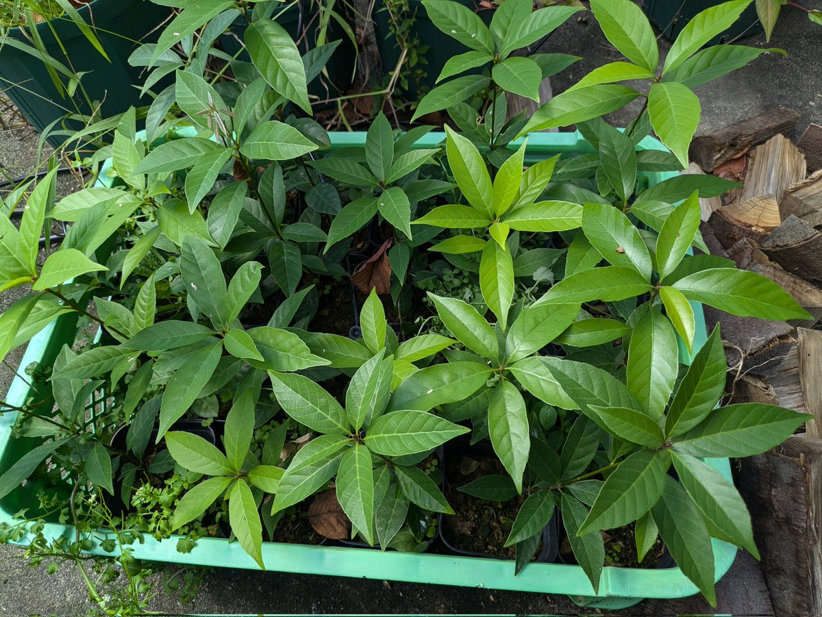 樫の木の苗木を作ってまたんだけど、樹木の中で1番好きかも！
犬で言うところの柴犬的感覚ですね🤭