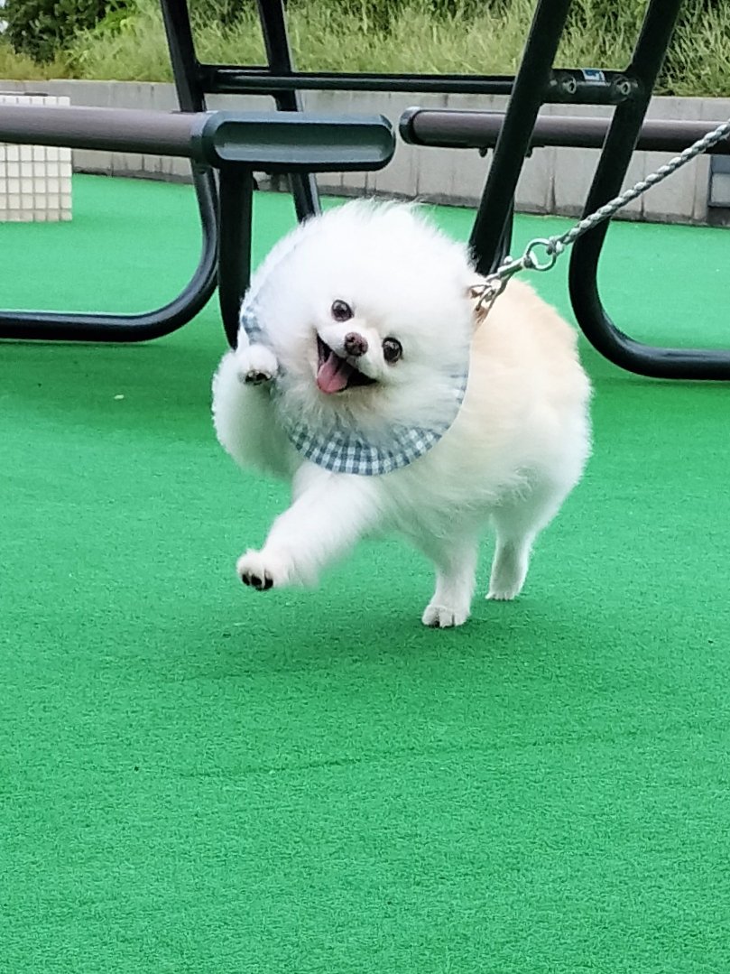 S I N O 🐩🌊🏄‍♀️ on X: 