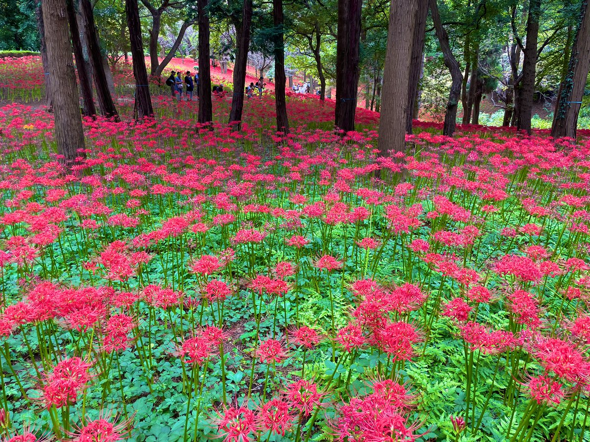 彼岸花見頃でした𓂃𓂂ꕤ*.ﾟ
彼岸花って白や黄色もあるんだね☺️
#村上緑地公園
#千葉県