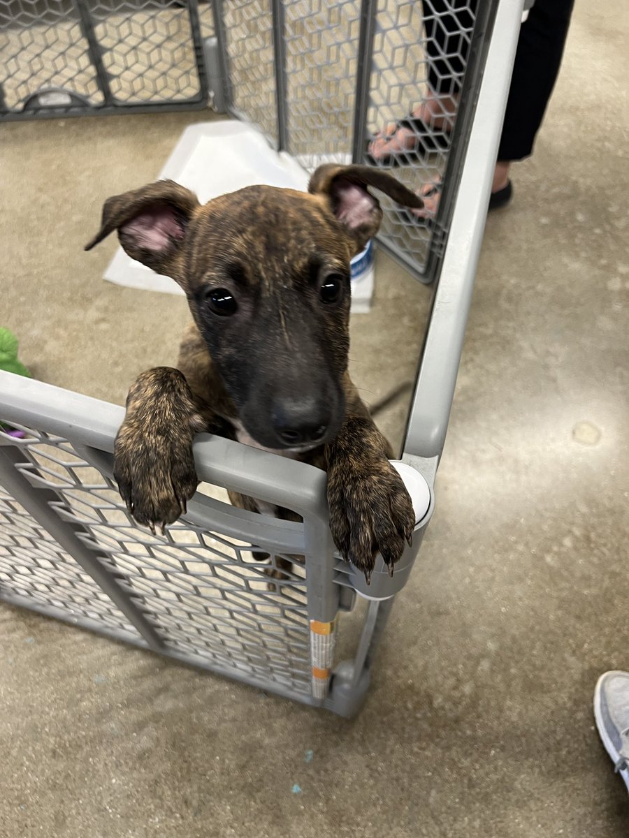 🐾 Huge thanks to Mr. Eckmann and our Climate Committee for putting together Puppies &amp; PD! Because honestly… who doesn’t need a little puppy love to recharge during professional development? Give a dog a fur-ever home mastromutts.com

💕🐶 #wcsFlight #PuppyTherapy
