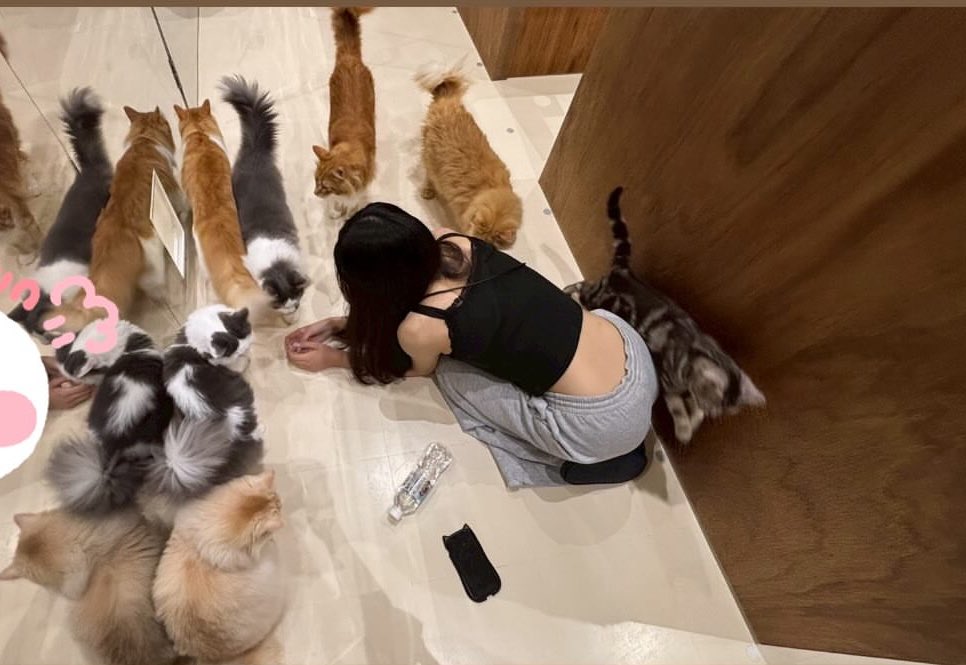 yuuna5466's tweet photo. 猫カフェで癒されてる💕🐈
#名古屋 https://t.co/on52pq46dt