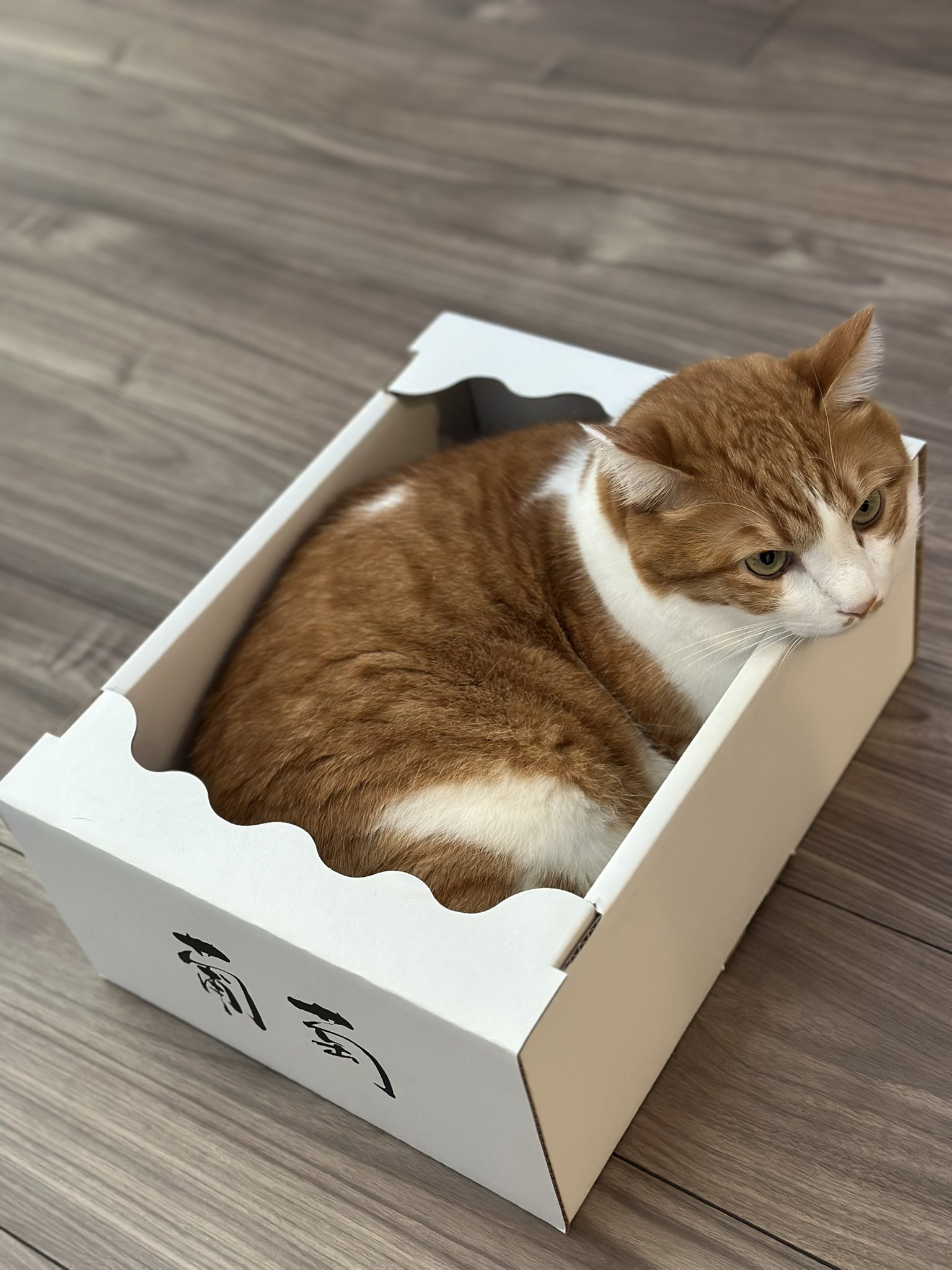 ねこ 4523251033116_00.jpg