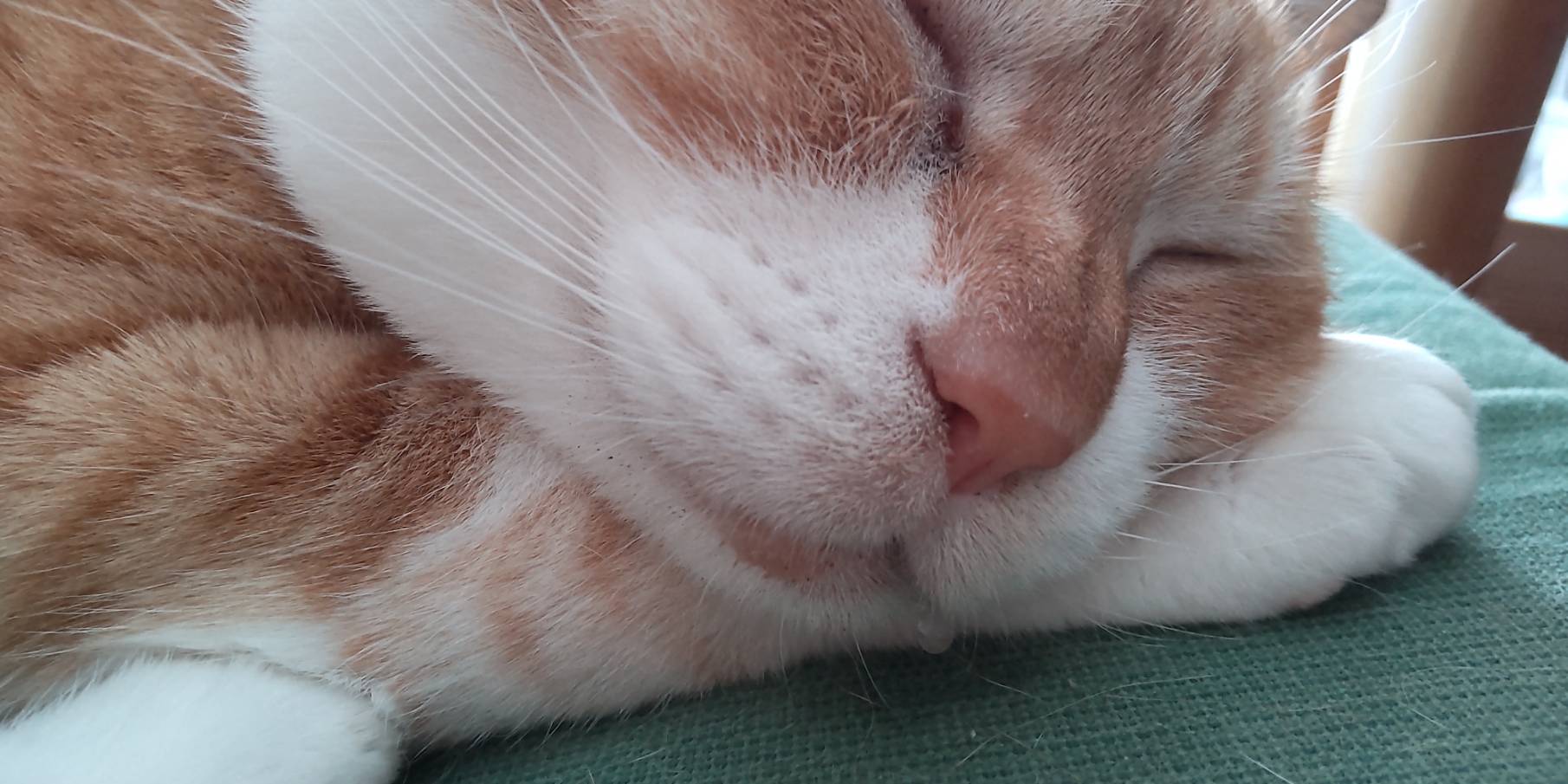 ネコ好きさんポイント無し　2000p使用 チーさん (@hirobou8032) / X