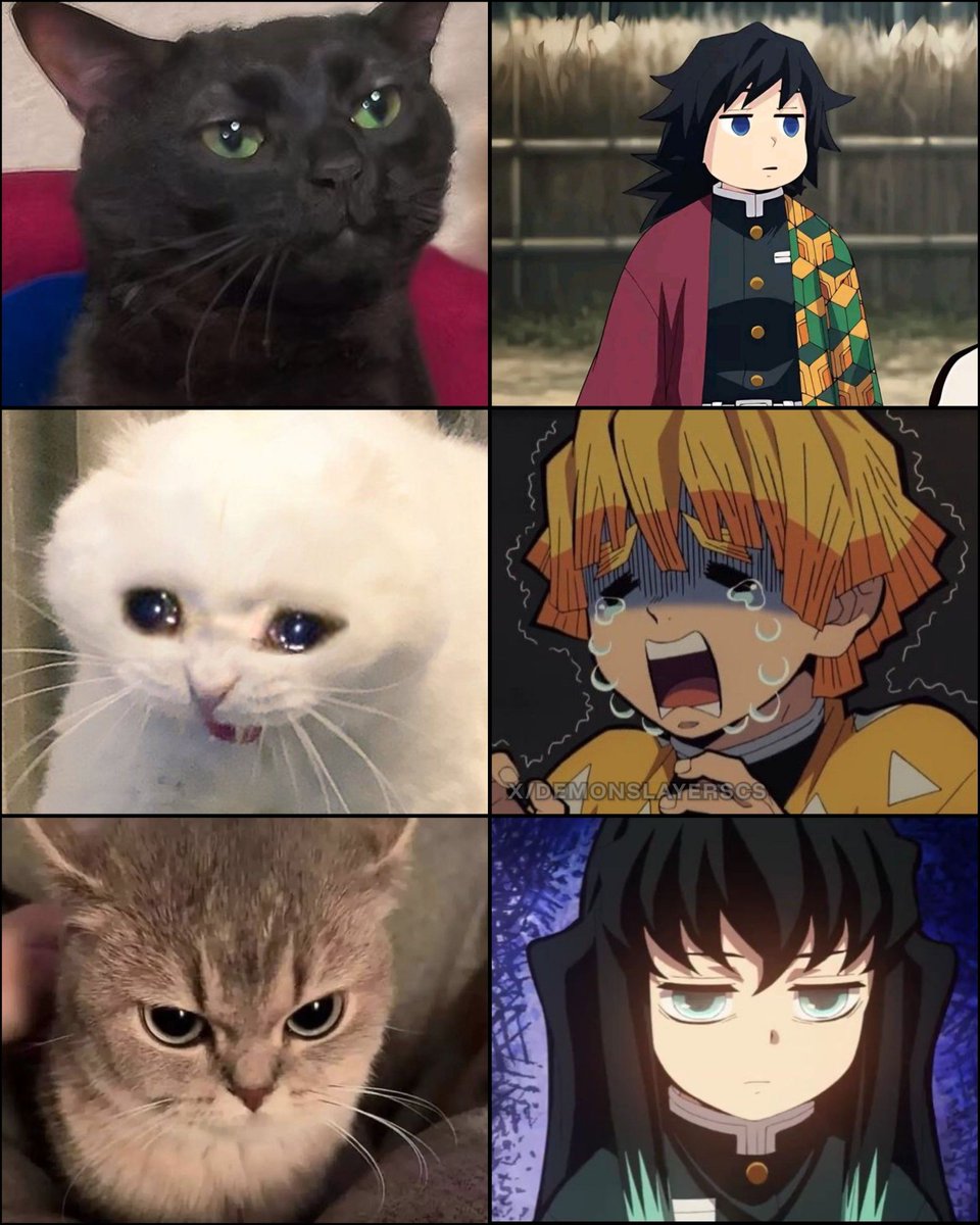 The cat                             The character