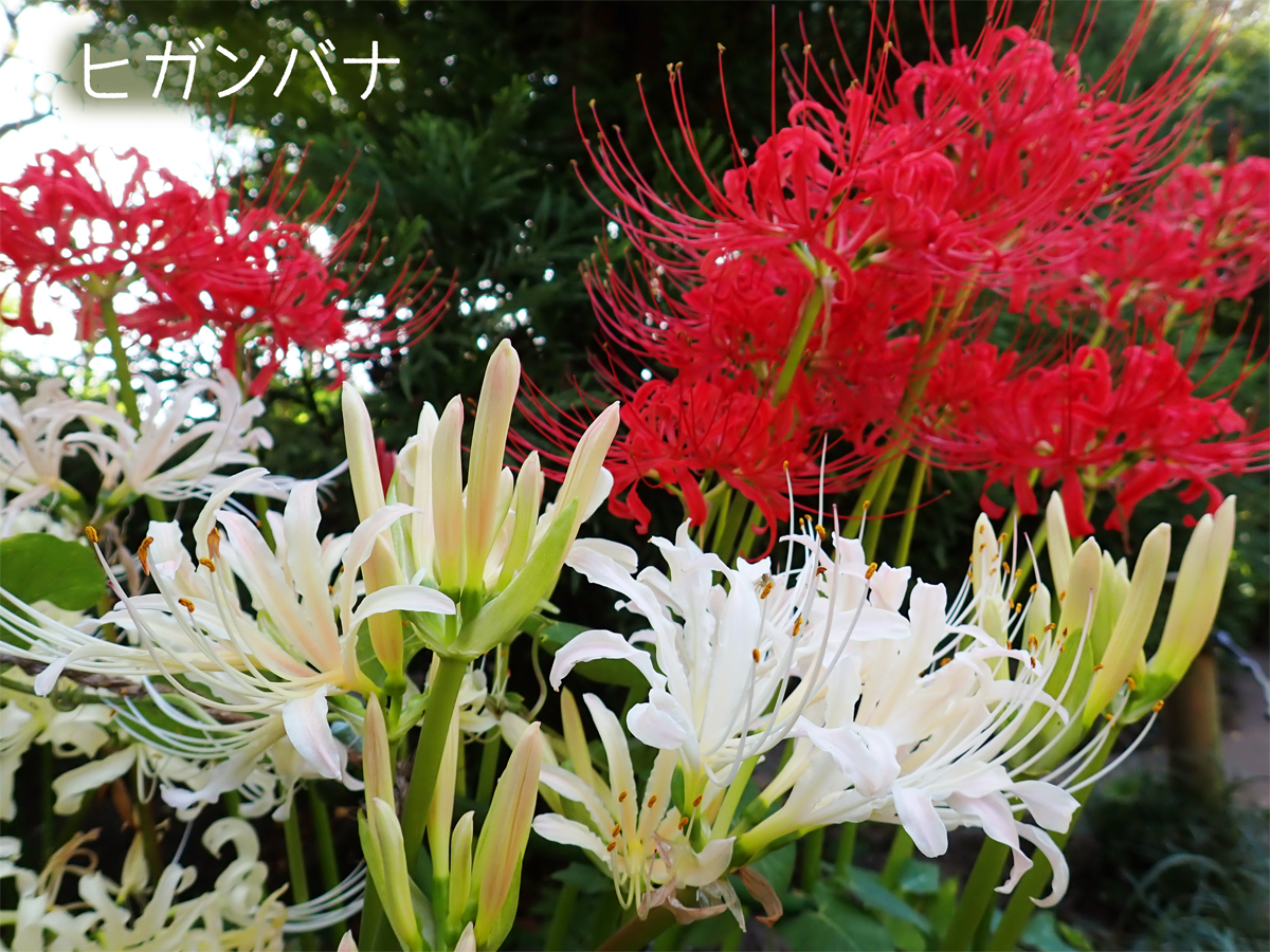 ただいま園内でヒガンバナが満開です。万葉・薬用園では、オレンジ色の