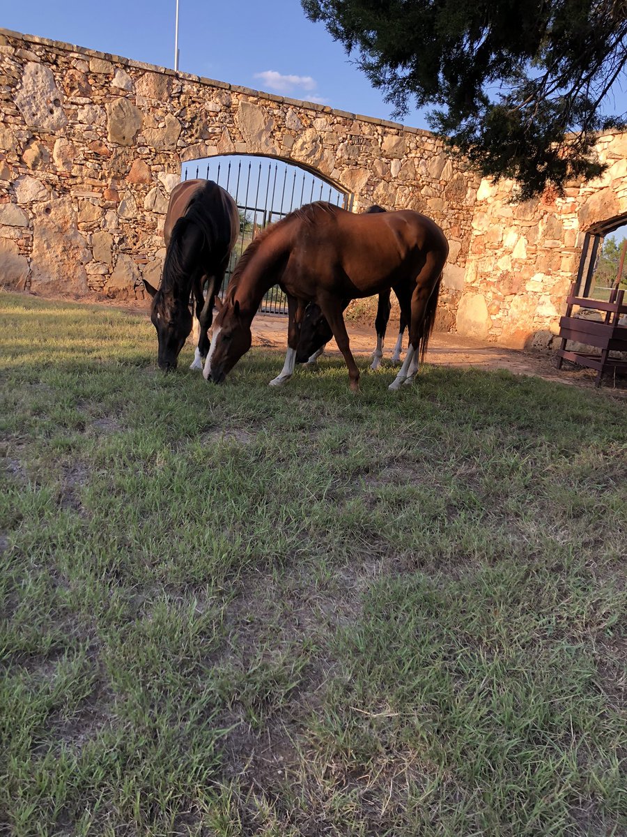 Today the professor, gilligan, and Maryanne discovered an Alamo of the best grass on the property. Seeing them free and discovering life is the best feeling