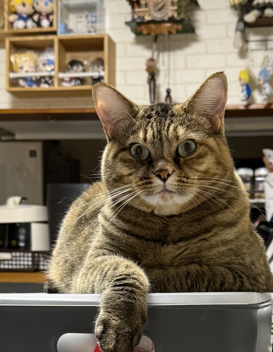 チカラが欲しいか？